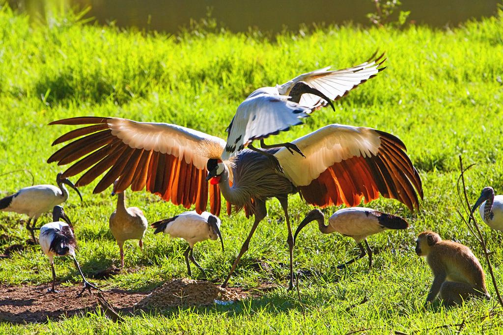 slides/_MG_1896.jpg wildlife, pose, eye, bird, feather, wing, crane, crested, fight, confrontation, kenya, africa WB5 - Crested Crane slides/_MG_1896.jpg wildlife, pose, eye, bird, feather, wing, crane, crested, fight, confrontation, kenya, africa WB5 - Crested Crane