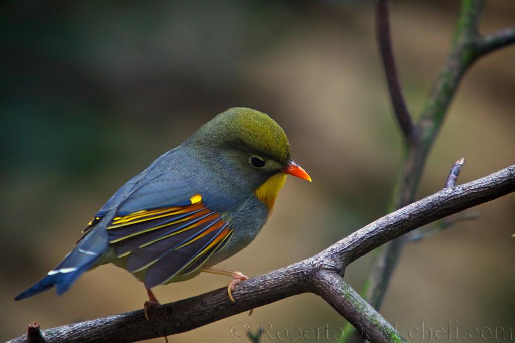 slides/_MG_6114.jpg wildlife, pose, eye, bird, feather, wing, pekin, robin, cute, beautiful, colour, color WB17 - Pekin Robin slides/_MG_6114.jpg wildlife, pose, eye, bird, feather, wing, pekin, robin, cute, beautiful, colour, color WB17 - Pekin Robin