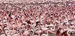 slides/_MG_0040.jpg wildlife, pose, eye, bird, feather, wing, flock, flamingo, greater, lesser, lake, nakuru, safari, kenya, africa WB10 - Greater and Lesser Flamingos